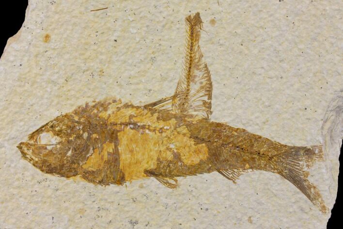 Bargain Fossil Fish (Knightia) - Wyoming #150611